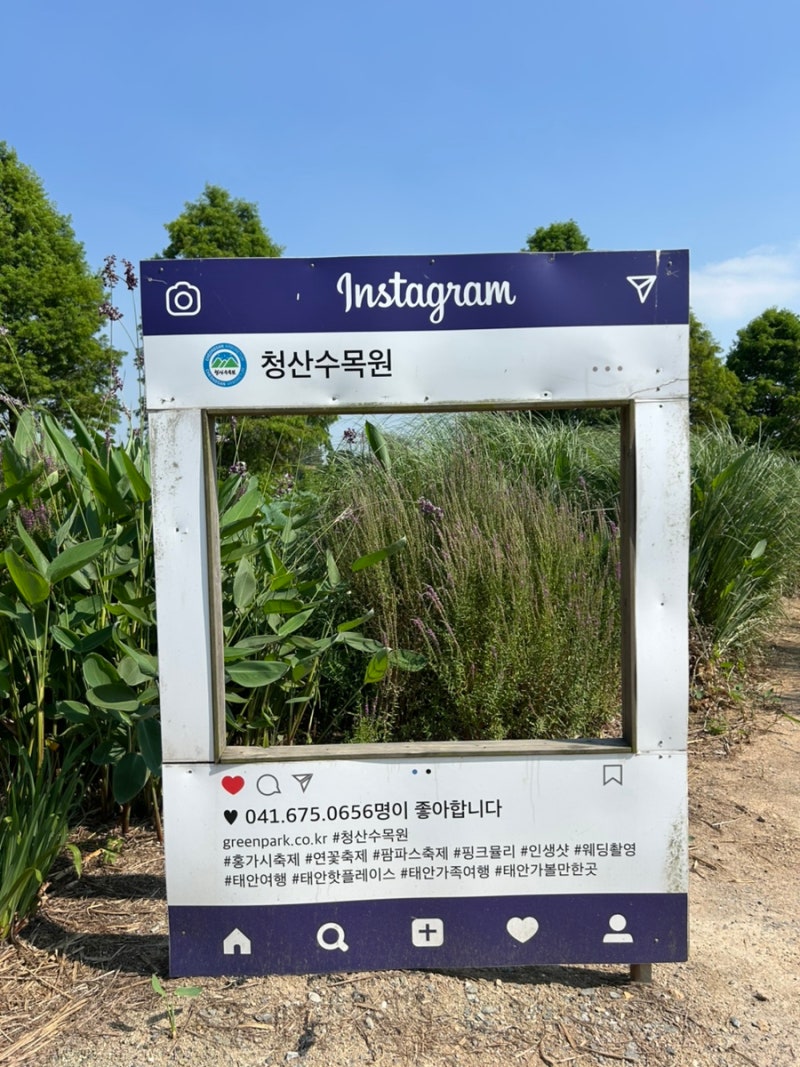 태안 청산수목원 연꽃 축제 후기 :: 태안 가볼만한 곳 추천 축제일정 반려동물 에티켓 정보
