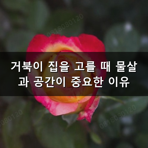 거북이 키우기 초보 집사들이 꼭 알아야 할 기본 상식