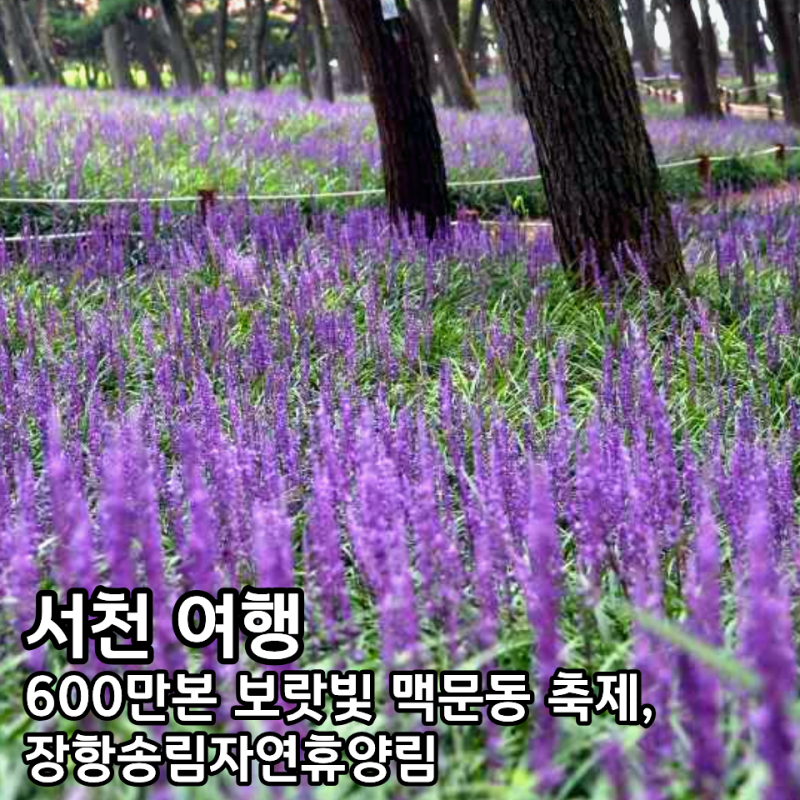 2026 장항 맥문동 축제 개화시기 일정 공연 주차 장항송림산림욕장