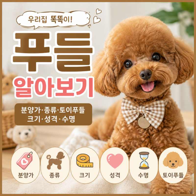 푸들 분양가 종류 토이푸들 크기 성격 수명 알아보기
