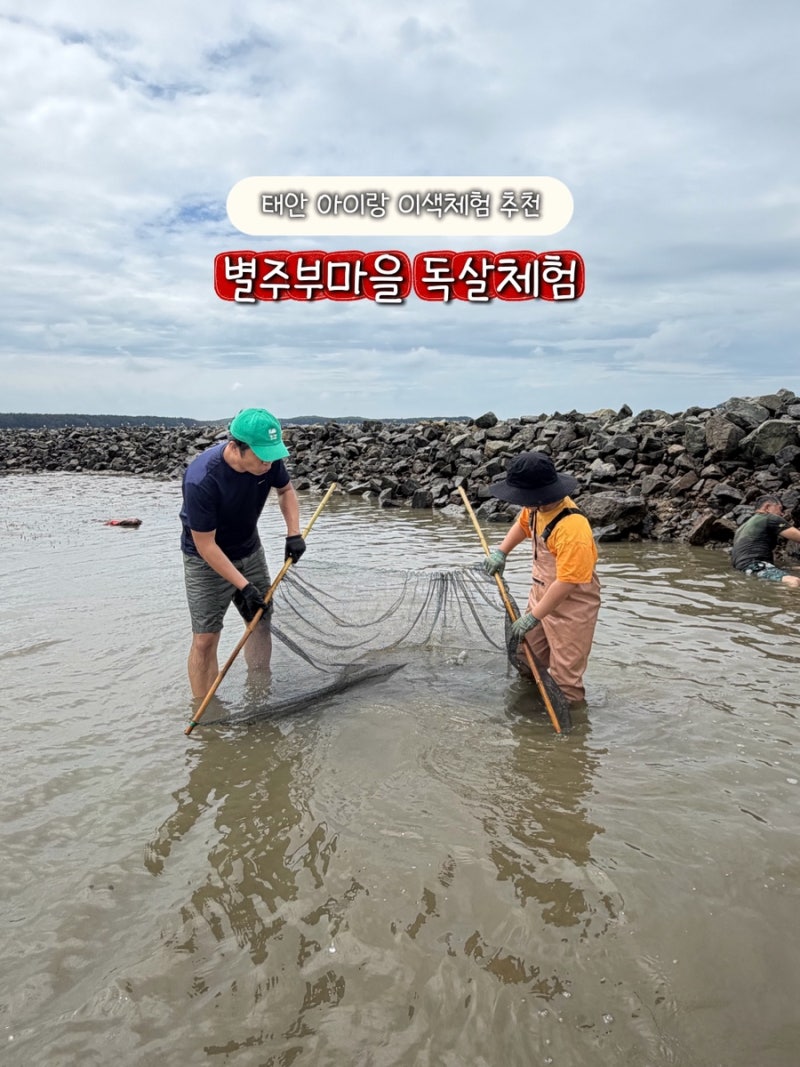 태안여행 흔한 맛조개 대신 이색체험 독살체험 별주부마을 우럭, 소라 잡은 후기