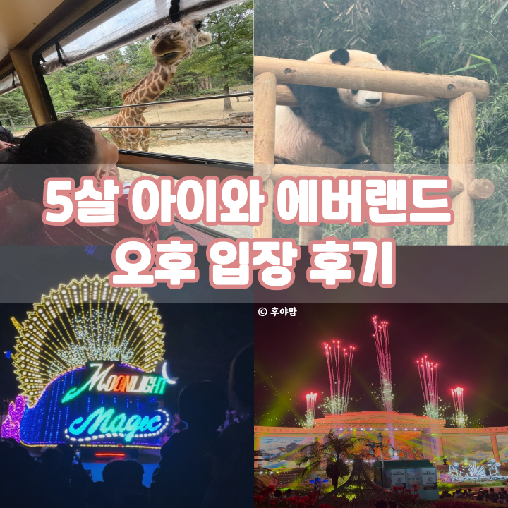 5살 아이와 8월 에버랜드 오후 입장 후기｜놀이기구부터 사파리, 워터펀, 불꽃놀이까지
