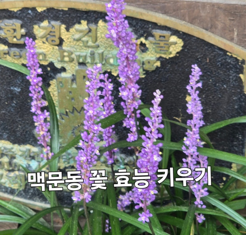 맥문동꽃 꽃말과 개화시기 총정리 보랏빛 여름꽃 키우기와 관리법