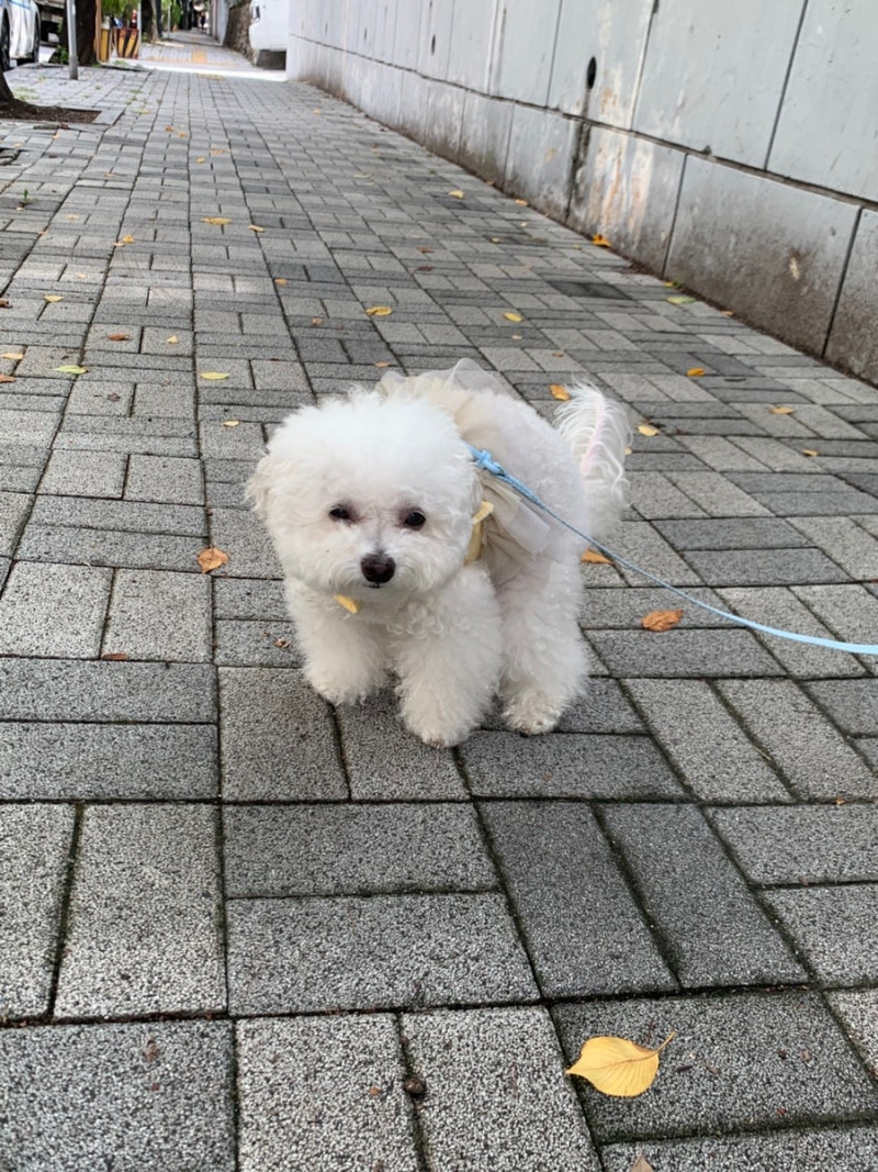 강아지 식분증 왜 똥을 먹을까요?