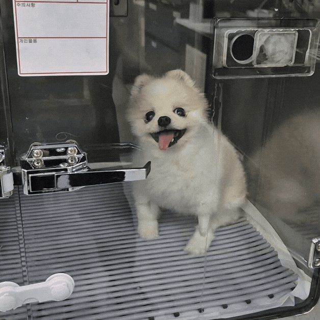 강아지 심장병 증상, 기침부터 폐수종까지