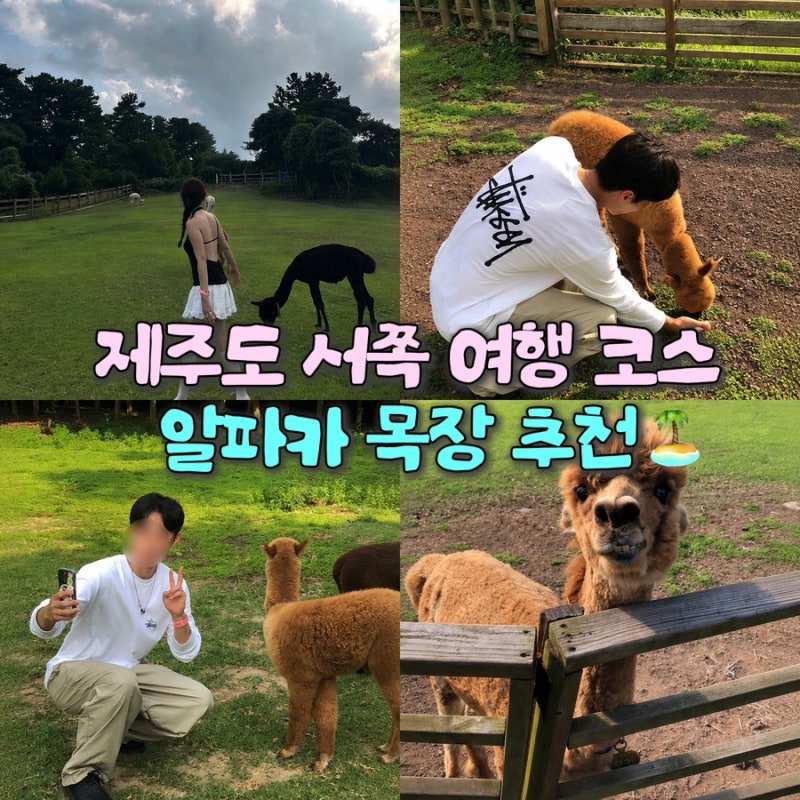 제주도 서쪽 여행 코스 아이와 가볼만한곳 목장 체험 '도치돌알파카목장'