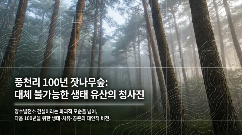 홍천 풍천리 100년 잣나무 명품숲, 기후위기·탄소중립 시대에 더 소중한 이유