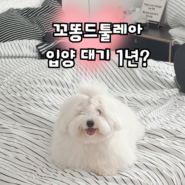 꼬똥 드 툴레아, 하동 한국꼬똥켄넬 선택 이유 대기 기간 분양가