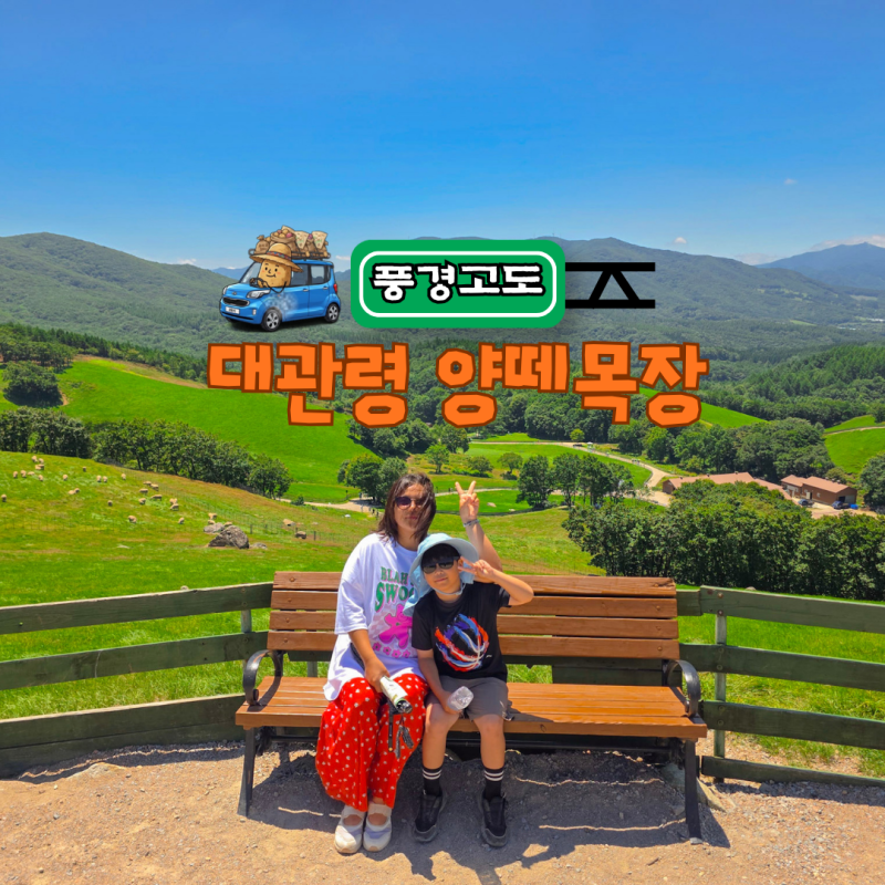 평창 아이랑 가볼만한곳 대관령 양떼목장 여름 풍경과 먹이주기 체험