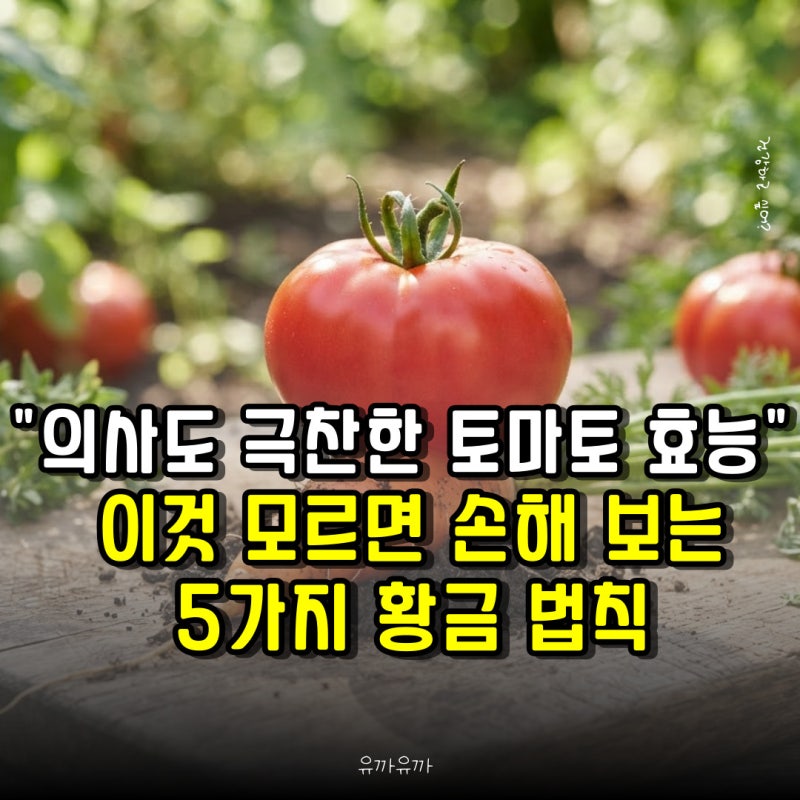 "의사도 극찬한 토마토 효능.." 이것 모르면 손해 보는 5가지 황금 법칙