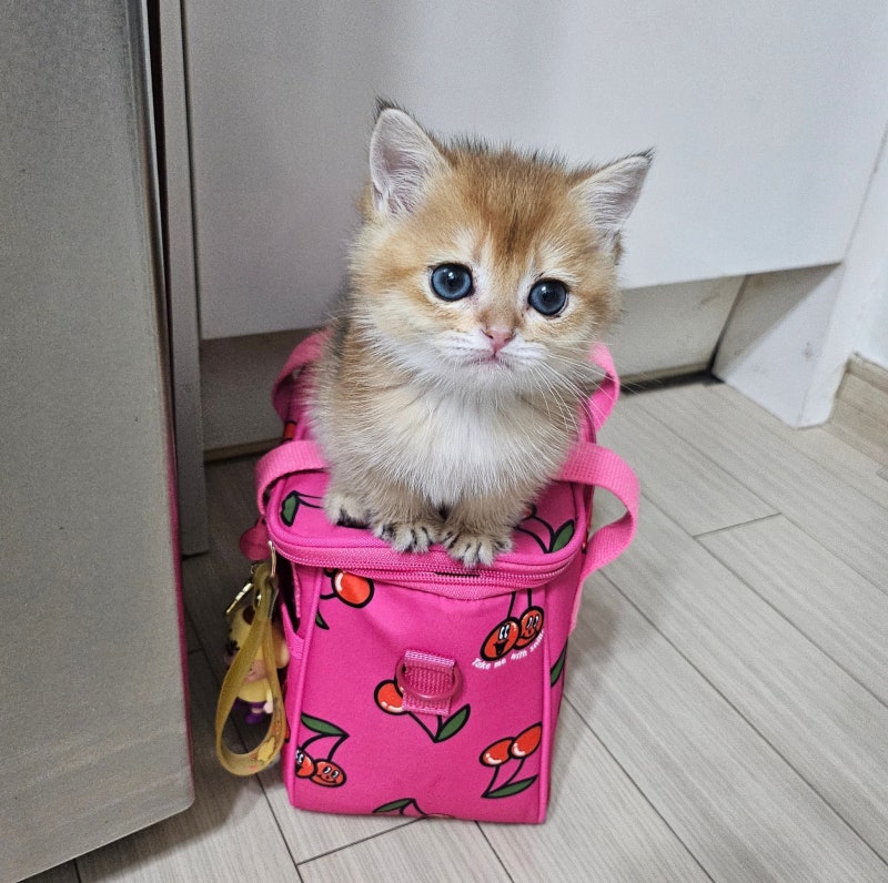 꼬리로 말해요! 고양이 꼬리 언어 행동 10가지, 무슨 뜻일까?
