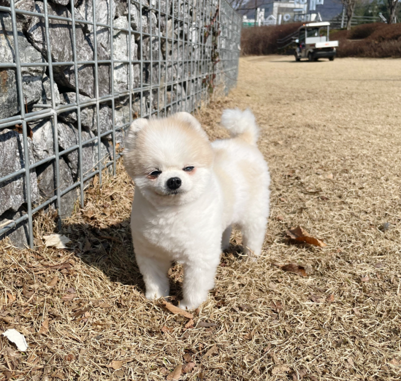 강아지 피오줌 싸는 이유와 원인, 스트레스 때문일까요?