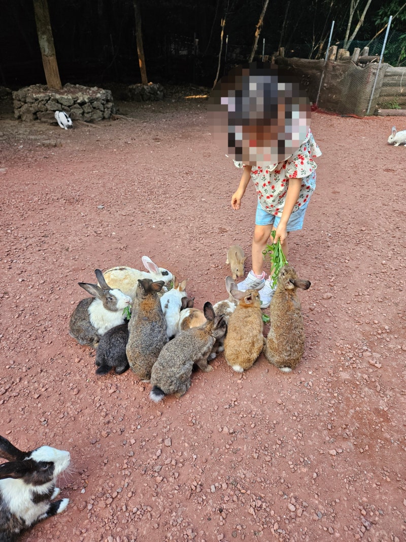 [제주도 3박 4일]초1아이, 14개월 아기와 함께하는 제주여행지,맛집 추천(6살터울/아이와 제주....