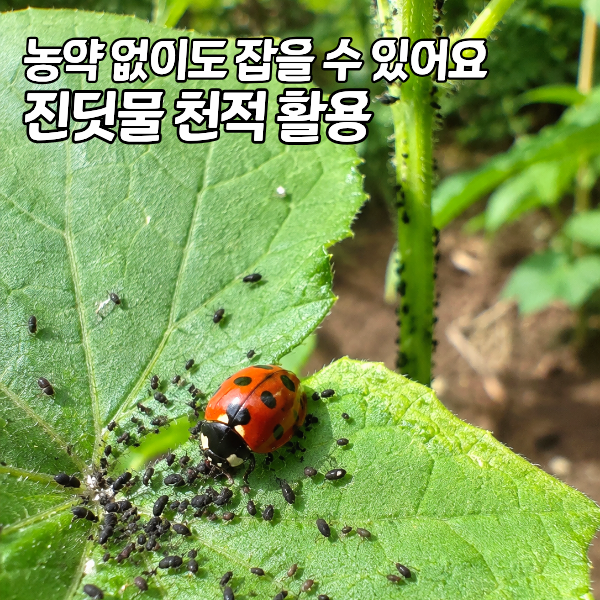 텃밭 병해충 천적 활용법 "무당벌레 한 마리가 하루 500마리 먹어요"
