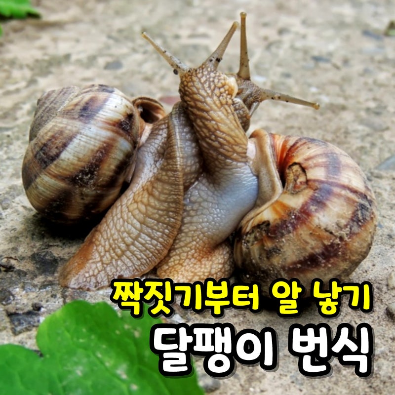 달팽이 키우기 짝짓기부터 알부화 번식 어항 꾸미기
