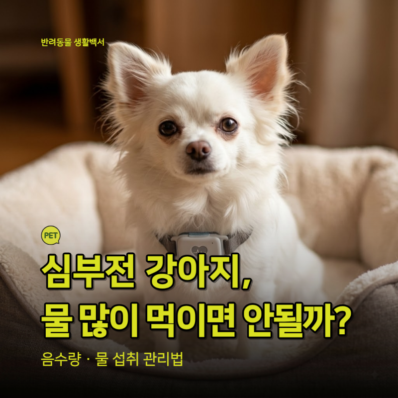강아지 심부전 물 많이 먹어도 될까? 이뇨제 복용 중 음수량·물 섭취 관리법