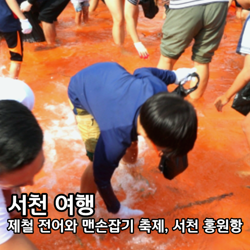 2026 서천 전어축제 홍원항 자연산 꽃게 맨손 전어잡기 일정 총정리