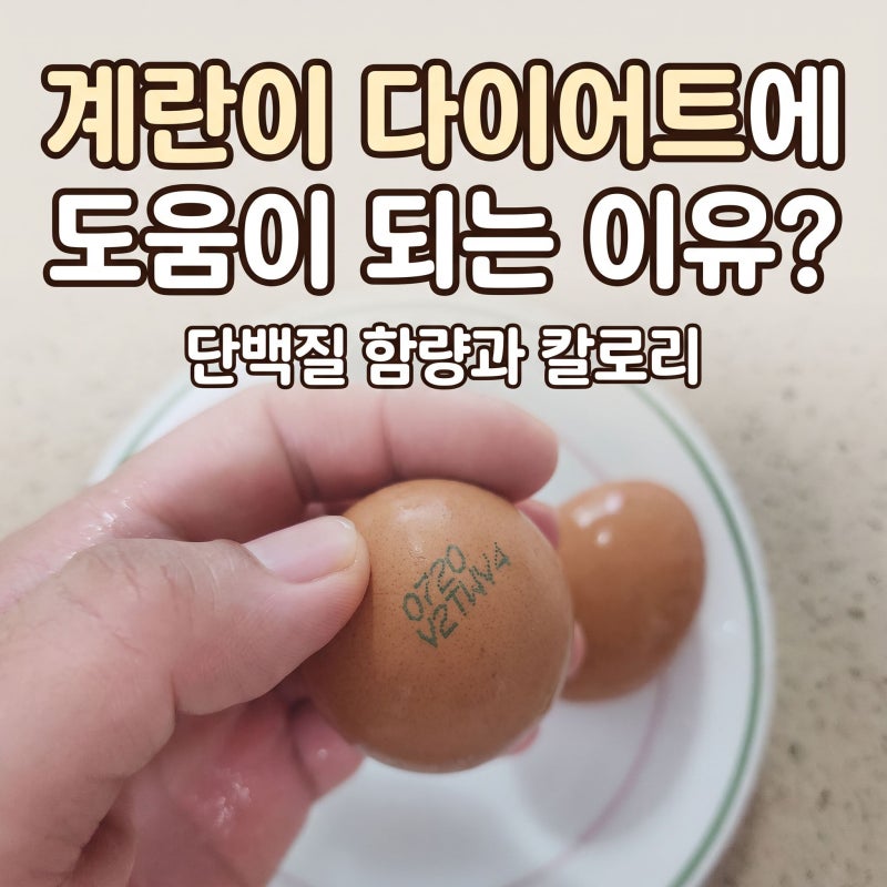 계란이 다이어트에 도움이 되는 이유? 단백질 함량과 칼로리