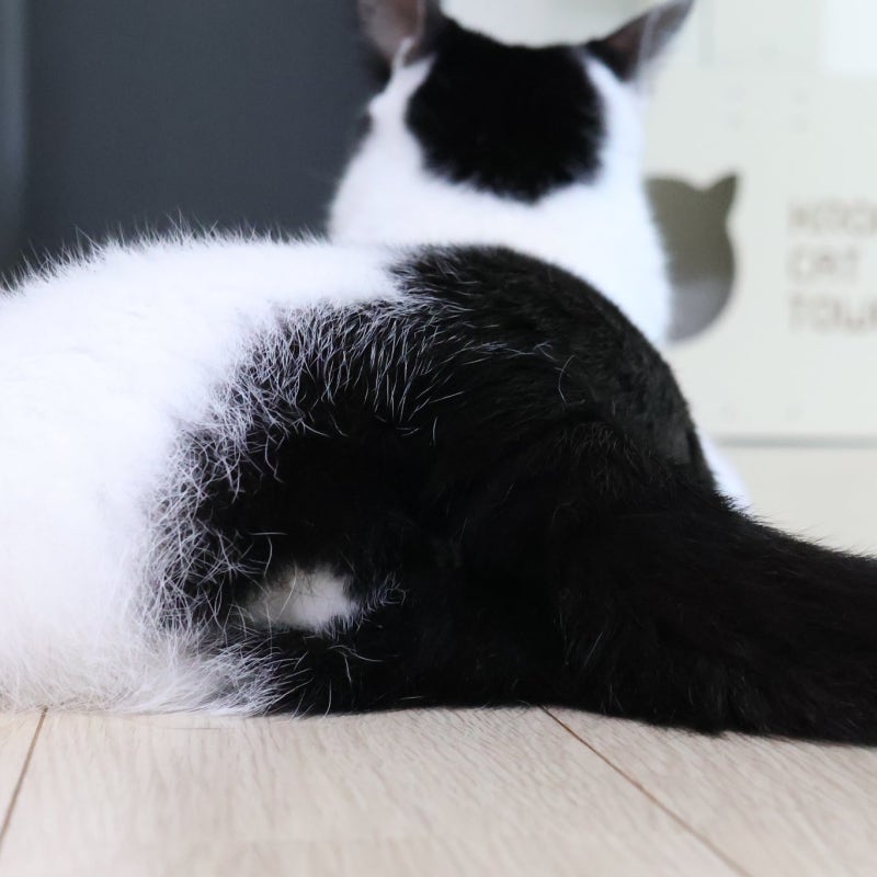 골골송할 때 나는 고양이 엉덩이 구린내 항문낭