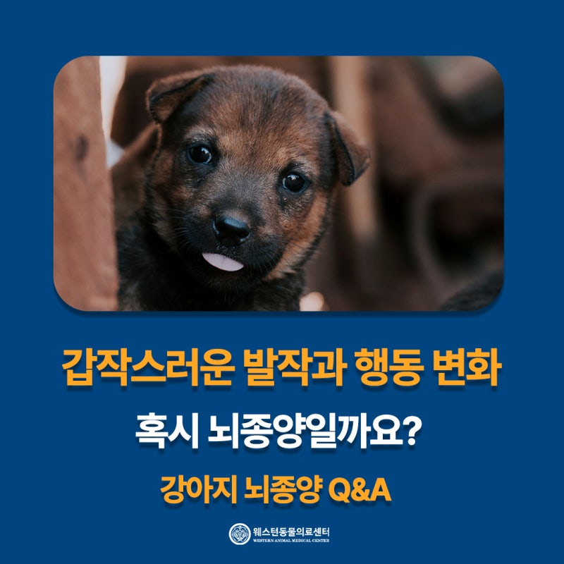 강아지 뇌종양, 진단 전후 보호자분들이 가장 많이 묻는 질문 5가지