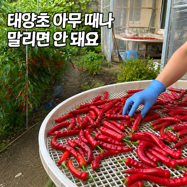 빨간 고추 말리는 방법 "10일 날씨 안 맞으면 다 물러져요"