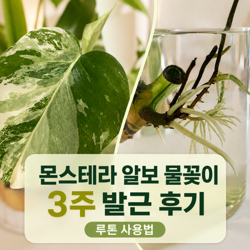 몬스테라 알보 물꽂이 3주 발근 후기와 루톤 사용법