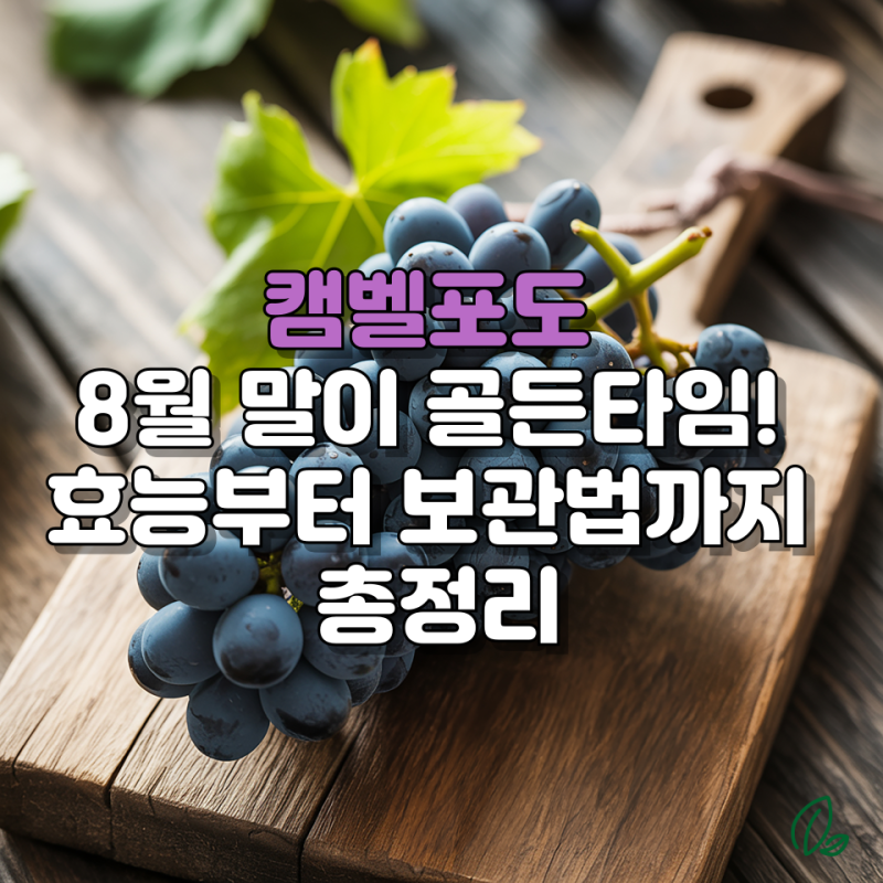캠벨포도 8월 말이 골든타임! 효능부터 보관법까지 총정리