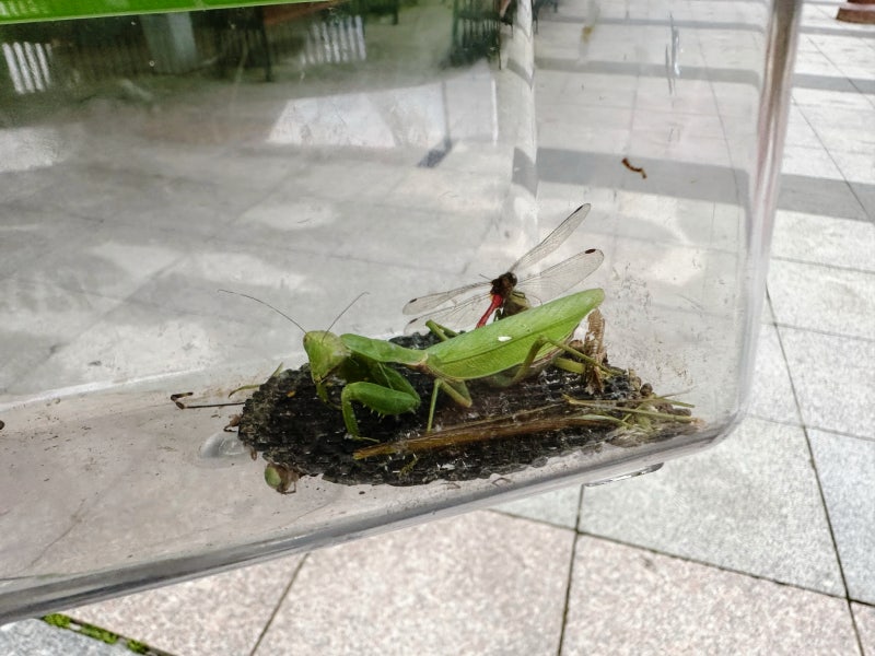 사마귀 곤충 채집 후 키우기 어떻게 할까요