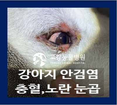 강아지 안검염, 눈 주변이 빨갛고 눈곱이 생겨요-! 원인 치료·관리