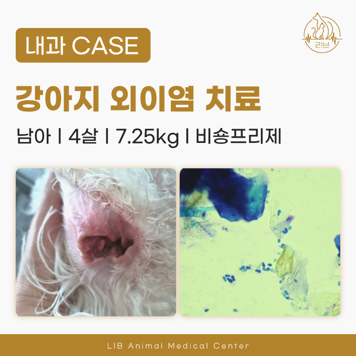 강아지 귀 말라세지아, 약을 넣어도 귓병이 낫지 않는 이유? (올바른 투약법)