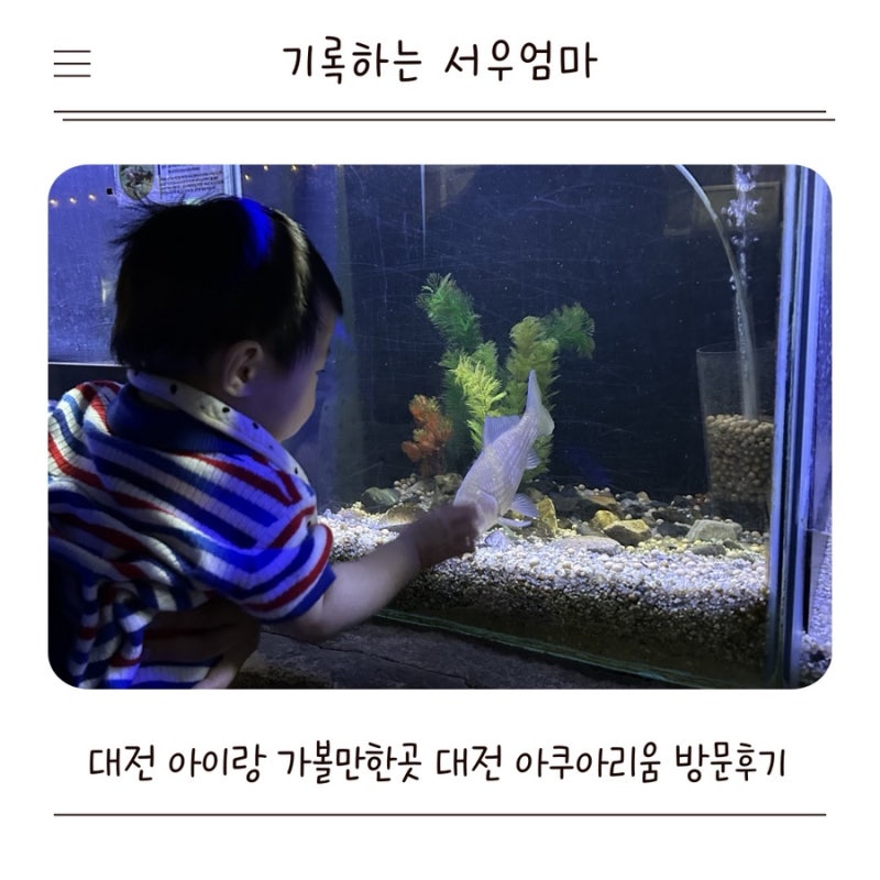 대전 아이랑 가볼만한곳 실내 놀거리 실내 데이트 실내 동물원 대전 아쿠아리움 할인 보문산....