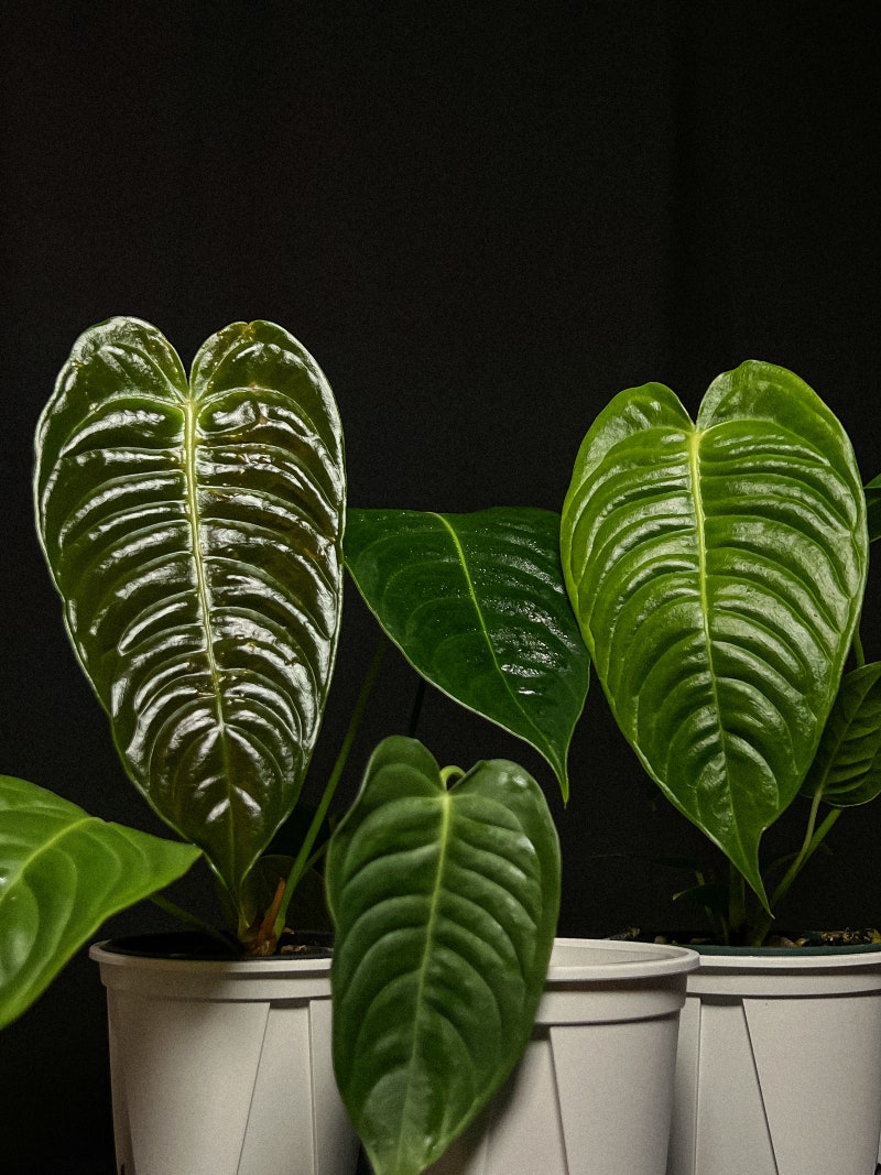 F-005| Anthurium veitchii [안스리움 베이치]