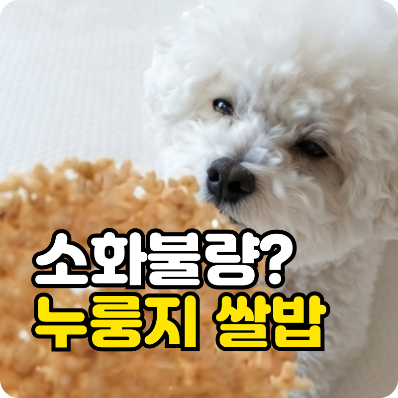강아지 누룽지 쌀밥 그냥 주면 배탈? 고소해서 줬다가 소화불량 생기는 이유