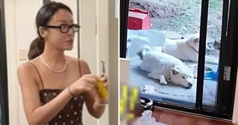 황정음 마당 강아지 논란, 댓글창에 쏟아진 반응이 심상치 않다