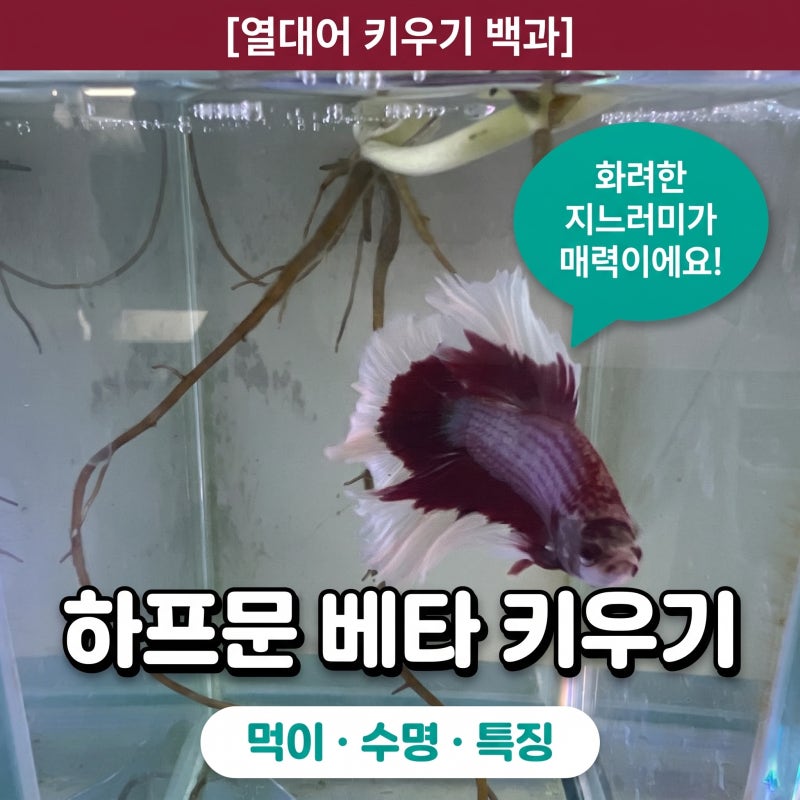 하프문 베타 물고기 키우기 수명 먹이 어항 만들기