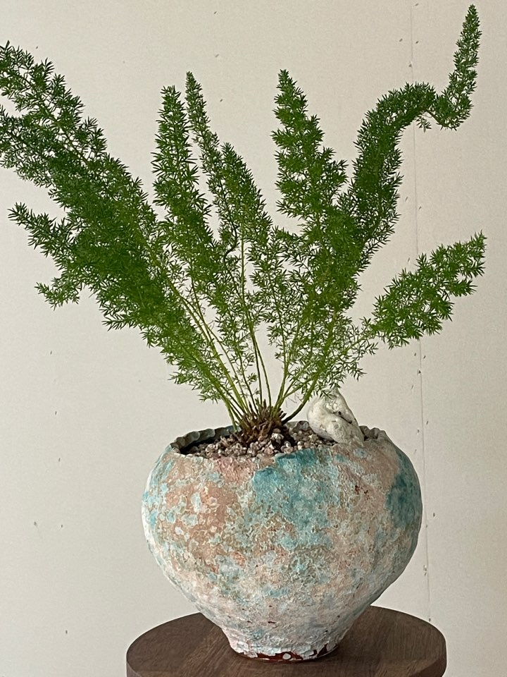 [Plant] 아스파라거스 메이리 건강하게 키우기
