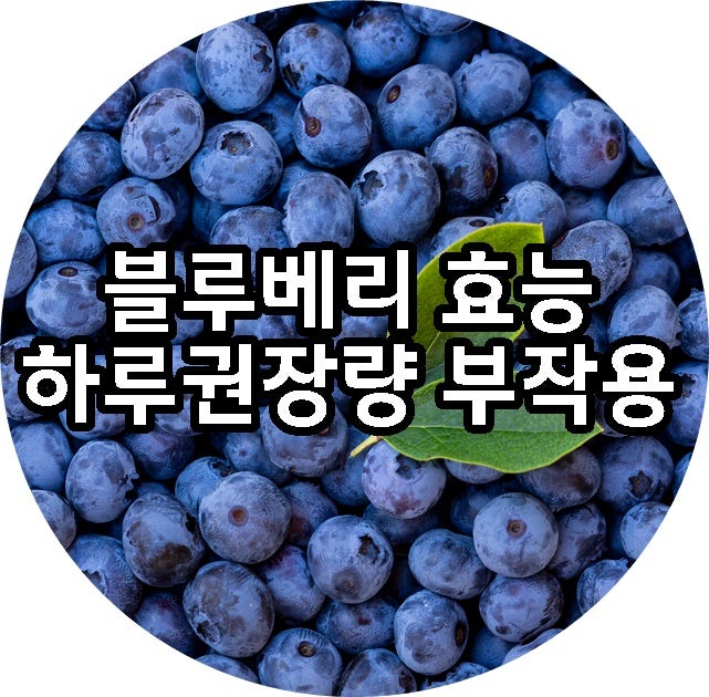 블루베리 효능 알고 먹자! 하루 권장량 부작용 총정리