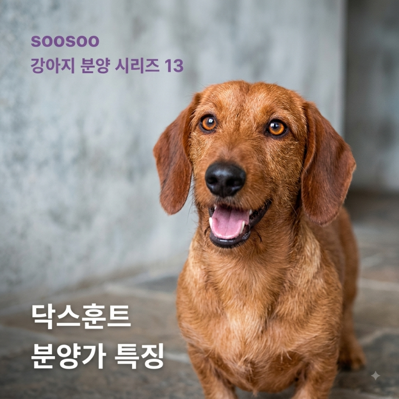 닥스훈트 분양가 특징 총정리