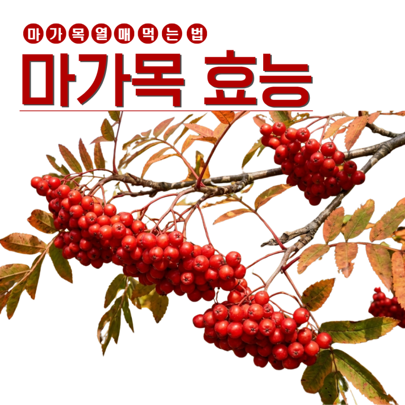 마가목효능부터 마가목 열매 나무껍질 먹는법
