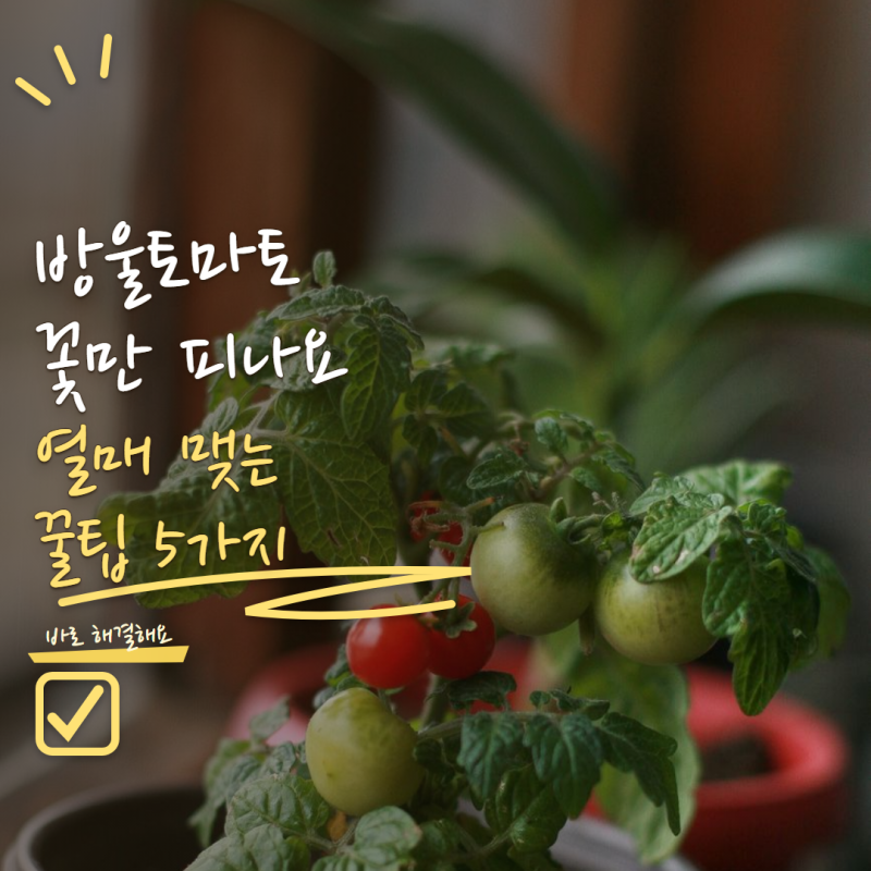 방울토마토 키우기 열매가 안 열린다면? 꽃 피고 꼭 해야 할 관리 5가지