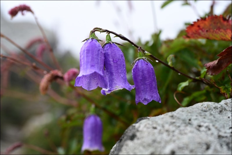 설악산 야생화 산행(금강초롱꽃, 오색코스, 왕복, 주차, 대중교통, 시간, 난이도, 숙소)