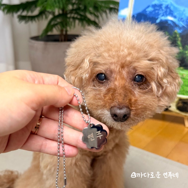강아지 인식표 목걸이, 변색 적은 써지컬 네임택 소라팩토리