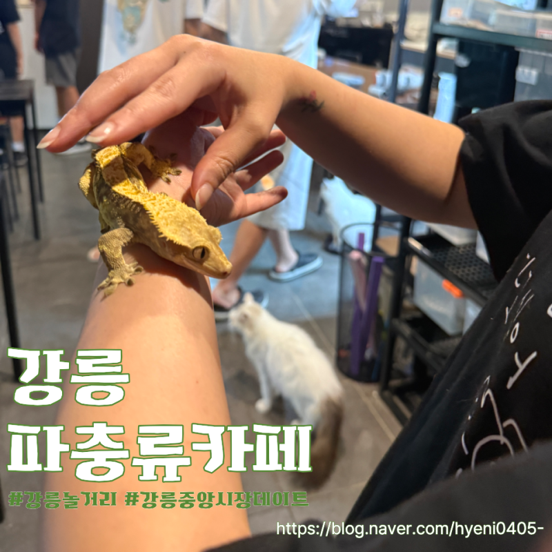 강릉 중앙시장 놀거리 직접 만져볼 수 있는 파충류카페