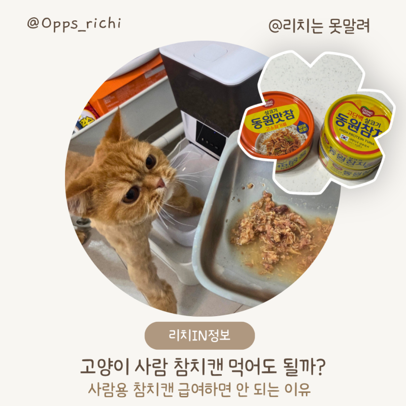 고양이 사람용 참치캔 먹어도 되나요 | 사람용 참치캔을 급여하면 안 되는 이유