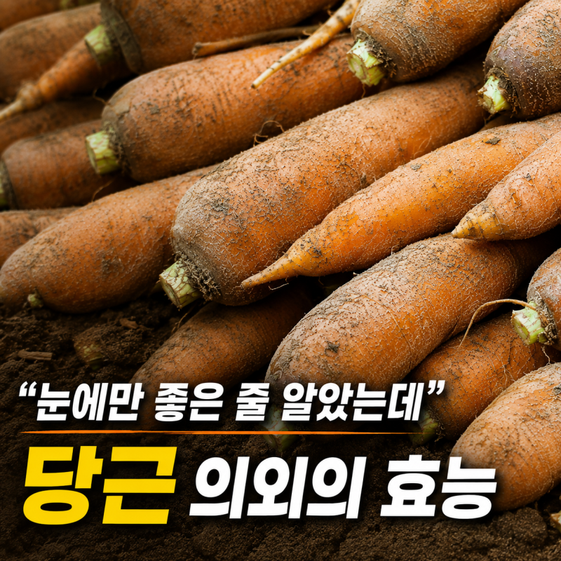당근 효능과 부작용 하루 섭취량과 영양성분 총정리