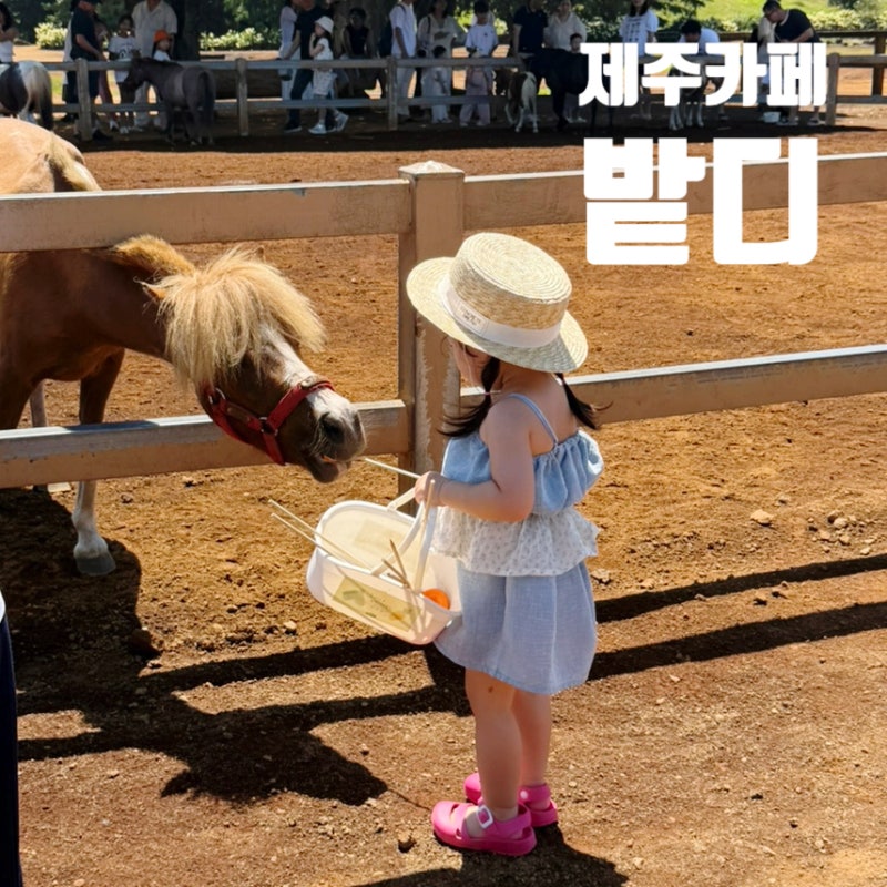 제주 목장카페 밭디 아기랑 승마체험 가격