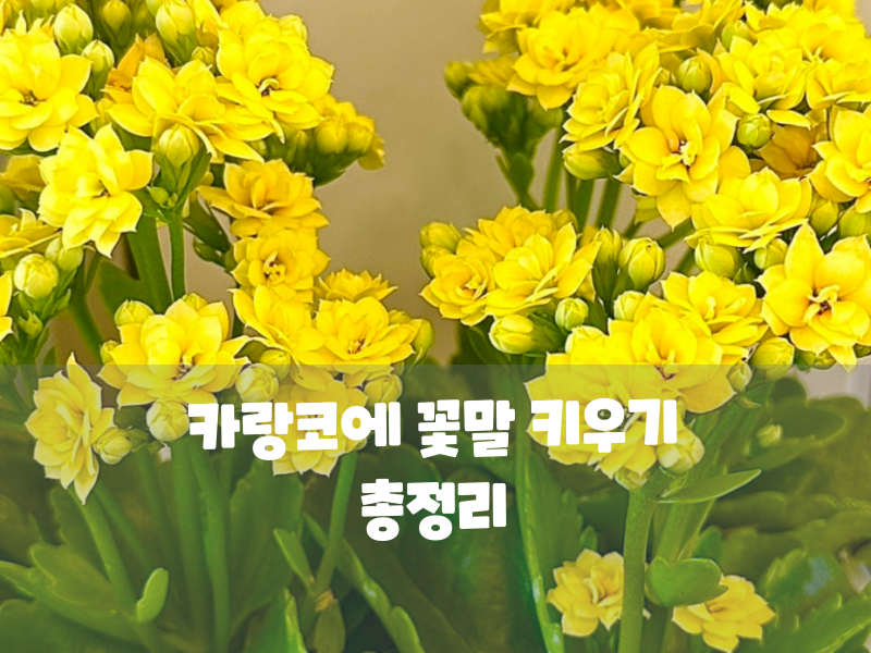 카랑코에 꽃말 키우기 총정리 물주기부터 가지치기로 외목대 수형 잡기 (삽목 번식 포함)