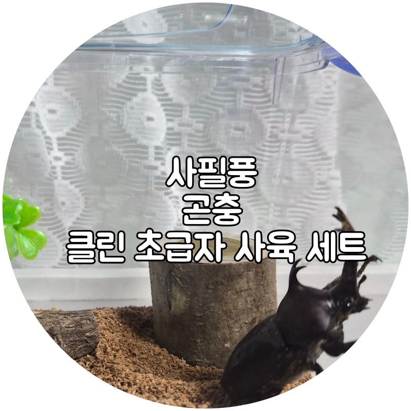 사필풍 사슴벌레 클린 초급자 세트로 사슴벌레,장수풍뎅이를 키우기 시작했어요