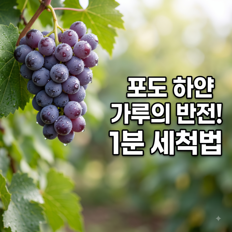 농약인 줄 알았던 '하얀 가루'의 반전! 8월 제철 포도 품종별 효능과 1분 만에 농약 싹 빼는 과....