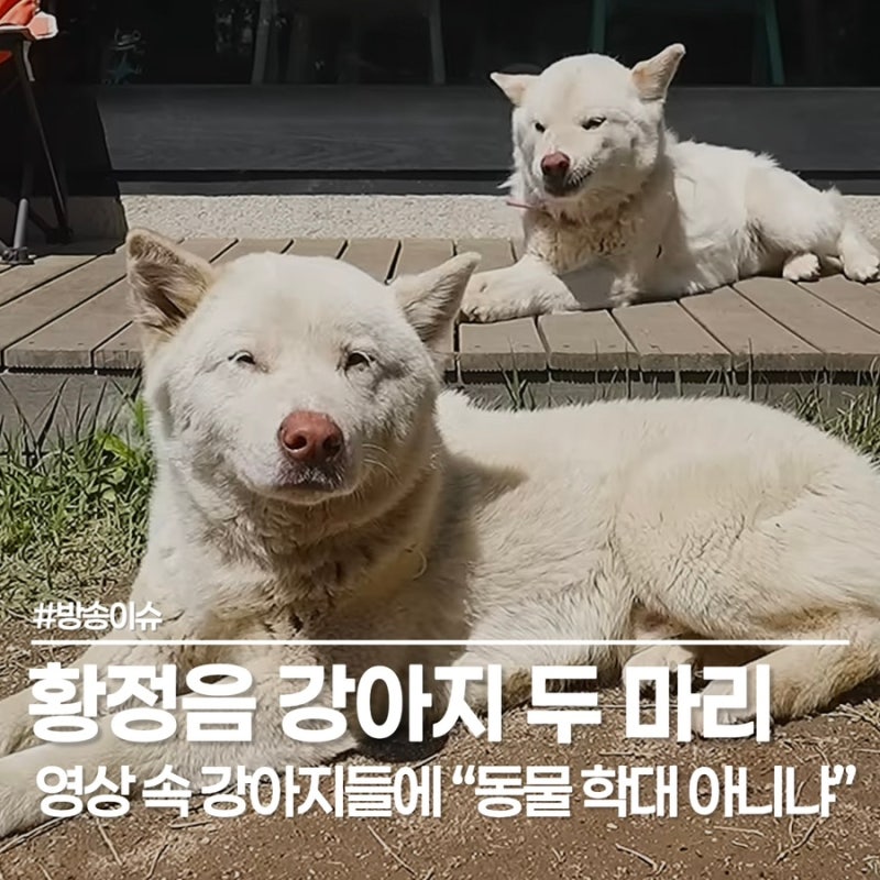"이 더위에 밖에?" 황정음 강아지 모습에 불붙은 동물 학대 논란